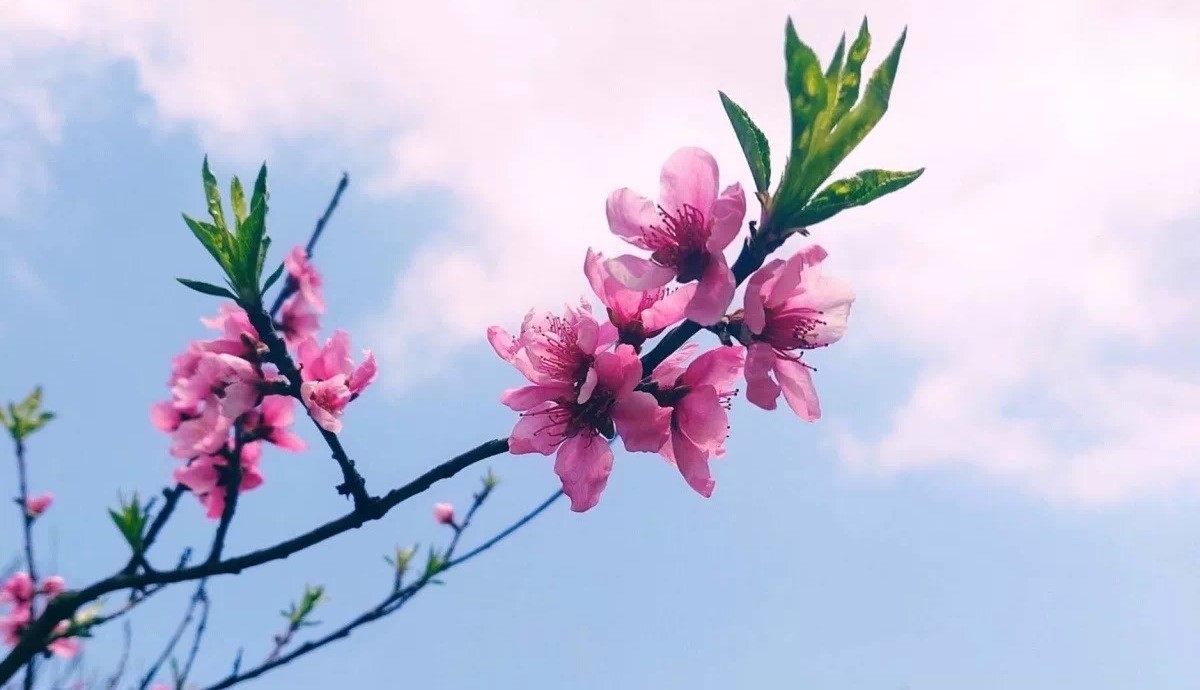 1582890611699868.jpg 春暖花開(kāi).jpg